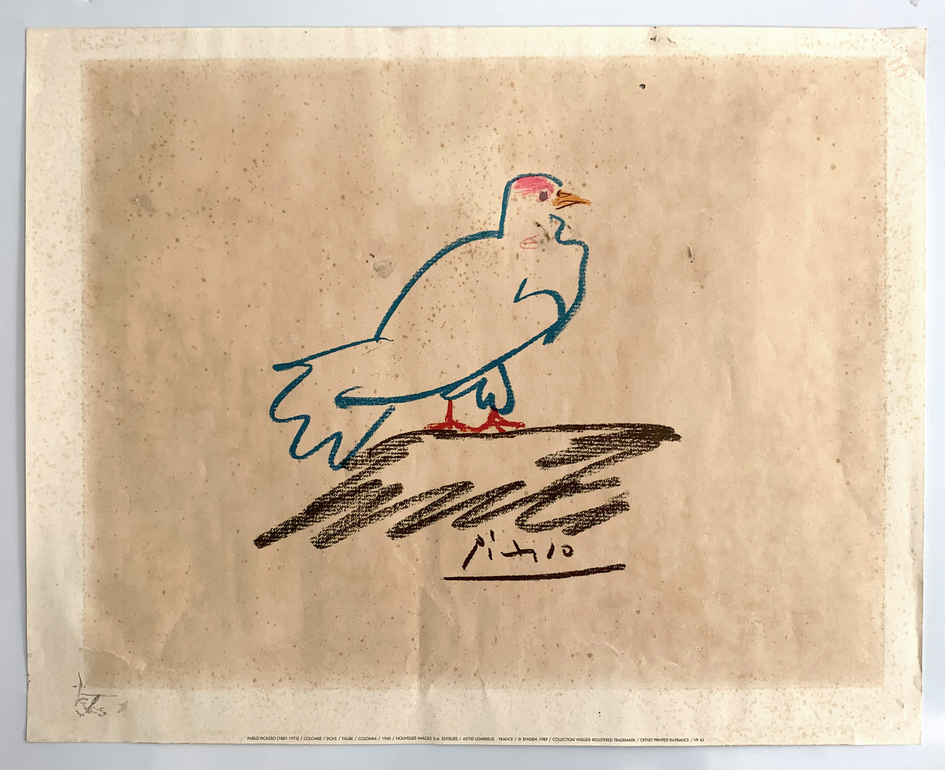 Taube - das Täubchen Juan und Täubchen Hortensia